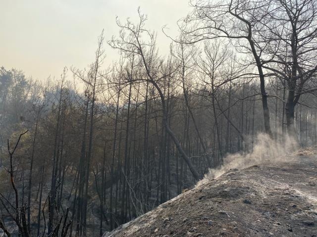 Orman yangınları geride acı manzaralar bıraktı 10