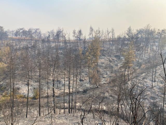 Orman yangınları geride acı manzaralar bıraktı 4