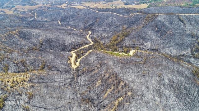 Orman yangınları geride acı manzaralar bıraktı 8
