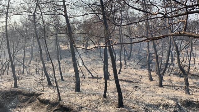 Orman yangınları geride acı manzaralar bıraktı 9