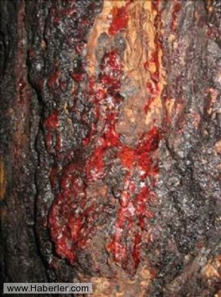 Kan Ağlayan Ağaç 3