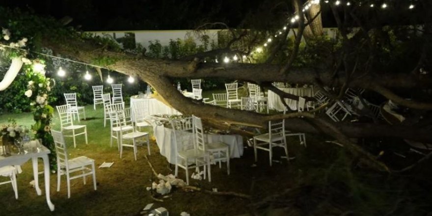 Düğünde ağaç devrildi: 12 kişi yaralandı
