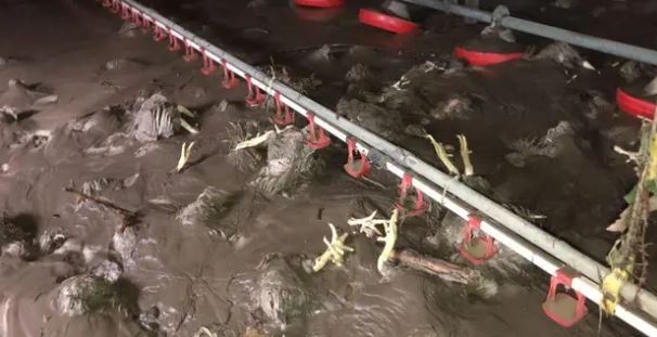 Bartın'da selde 24 bin tavuk öldü 1