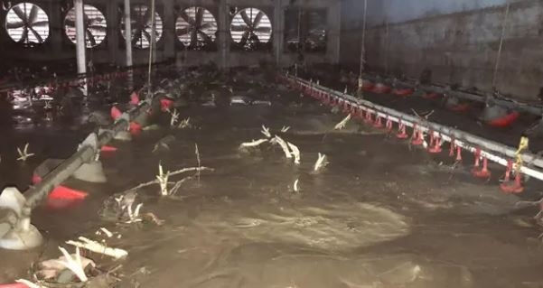 Bartın'da selde 24 bin tavuk öldü 3