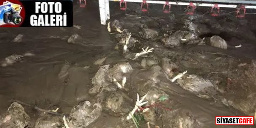 Bartın'da selde 24 bin tavuk öldü
