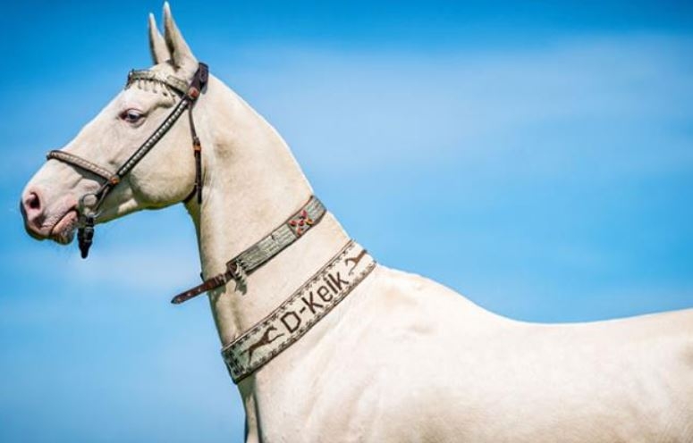 Dünyanın en beğenilen atı: Türkmen Ahal Teke 1
