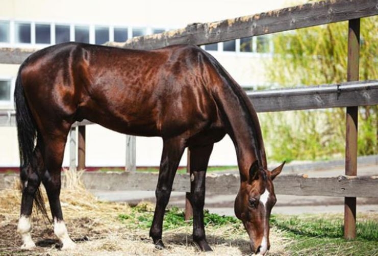 Dünyanın en beğenilen atı: Türkmen Ahal Teke 10