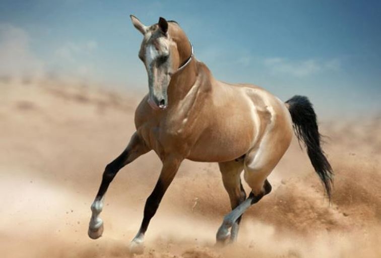 Dünyanın en beğenilen atı: Türkmen Ahal Teke 2