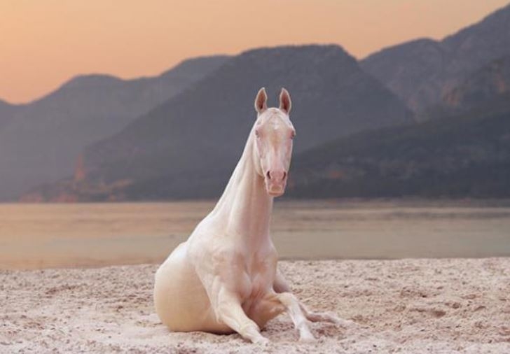 Dünyanın en beğenilen atı: Türkmen Ahal Teke 3