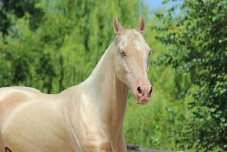 Dünyanın en beğenilen atı: Türkmen Ahal Teke 4
