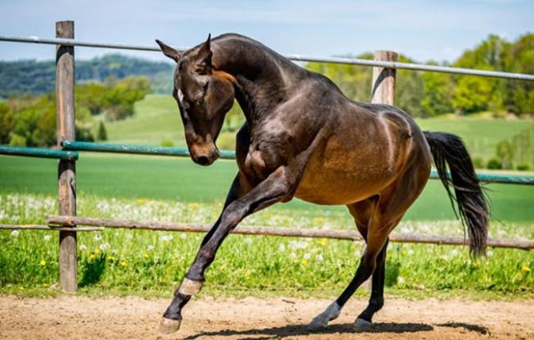 Dünyanın en beğenilen atı: Türkmen Ahal Teke 6