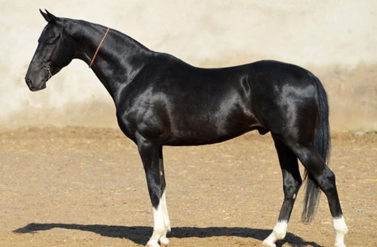 Dünyanın en beğenilen atı: Türkmen Ahal Teke 8