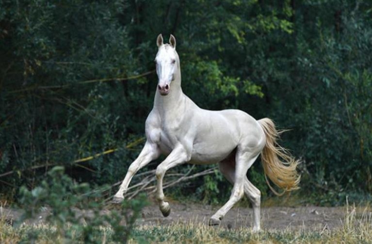 Dünyanın en beğenilen atı: Türkmen Ahal Teke 9