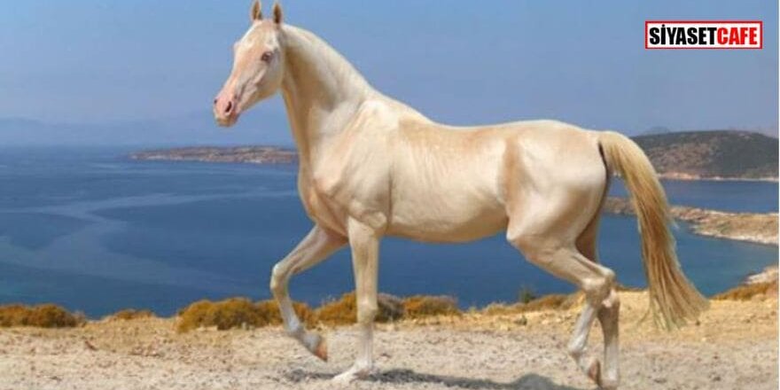 Dünyanın en beğenilen atı: Türkmen Ahal Teke