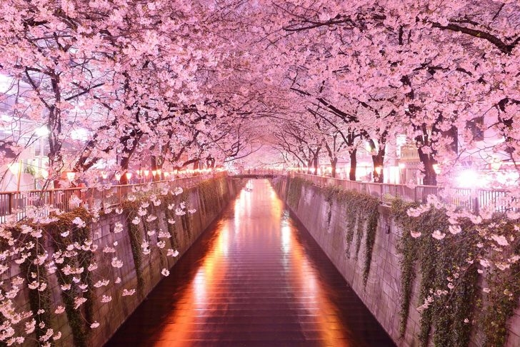 Sakura Sevenlerin Buluşma Noktaları Nereleri? 10