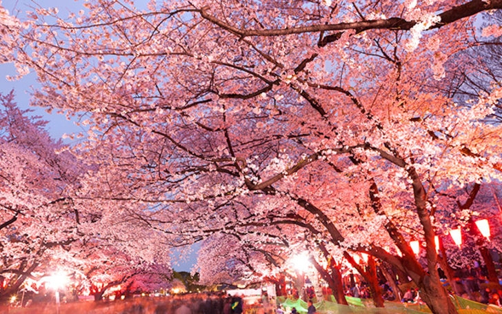 Sakura Sevenlerin Buluşma Noktaları Nereleri? 2