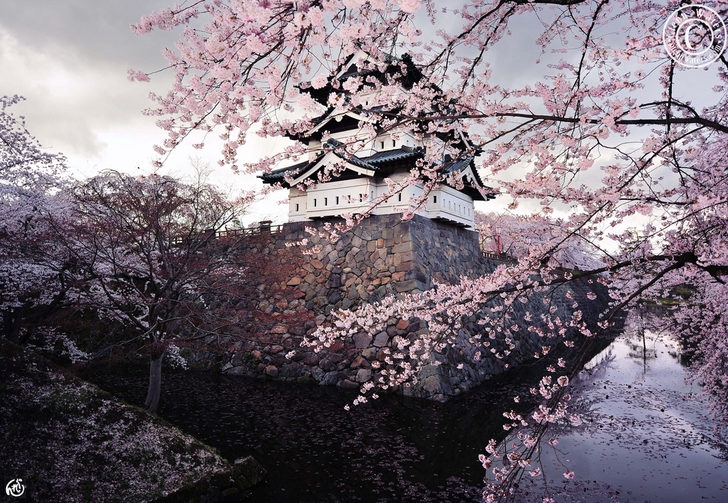 Sakura Sevenlerin Buluşma Noktaları Nereleri? 5