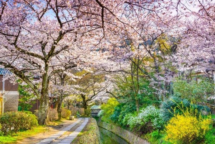 Sakura Sevenlerin Buluşma Noktaları Nereleri? 9