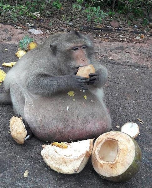 Obez maymun diyet kampından kaçtı 2