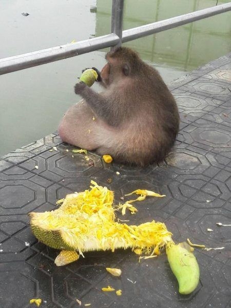 Obez maymun diyet kampından kaçtı 4