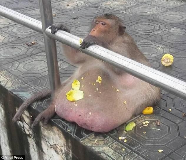 Obez maymun diyet kampından kaçtı 5