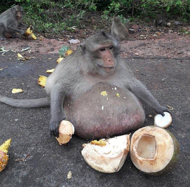 Obez maymun diyet kampından kaçtı 8
