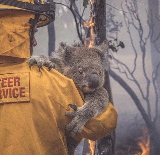 Avustralya'daki yangın görüntüleri hafızalardan yıllarca çıkmayacak 12