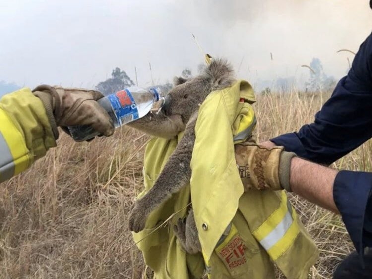 Avustralya'daki yangın görüntüleri hafızalardan yıllarca çıkmayacak 14