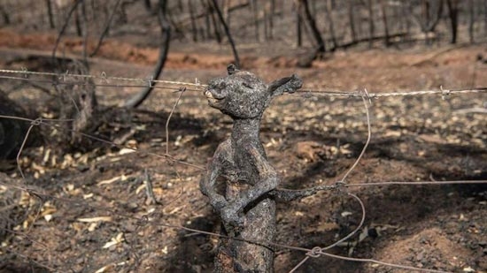 Avustralya'daki yangın görüntüleri hafızalardan yıllarca çıkmayacak 9