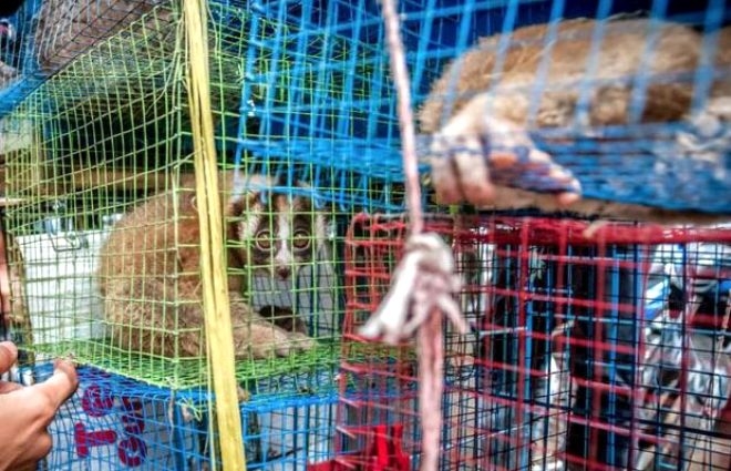 Canlı hayvanların kaynatıldığı hayvan pazarında Korona Virüsü tehlikesi 3