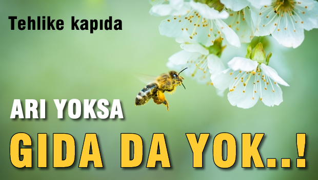 Arı yoksa gıda da yok