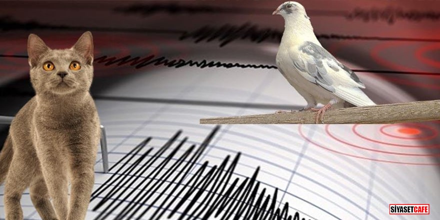 Uzmanından yanıt geldi! Hayvanlar depremi önceden hissedebilir mi?