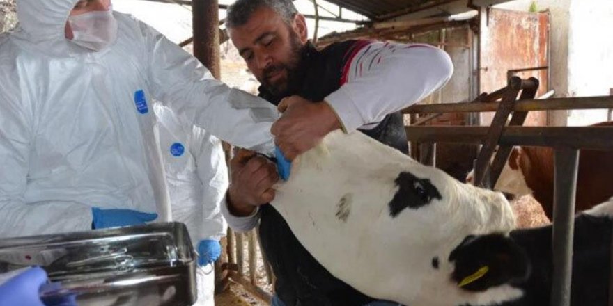 Şap krizi büyüyor! Sivas'ta hayvan hareketleri yasaklandı
