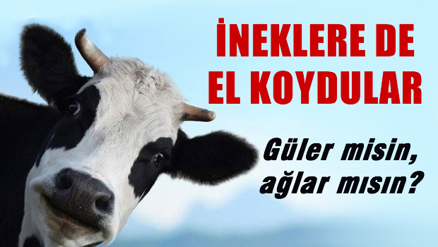 Akın İpek'in ineklerine de el koydular
