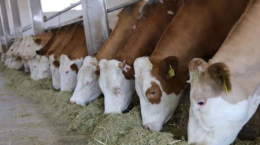 Tokat'ta şap paniği: Hayvan pazarı süresiz kapatıldı