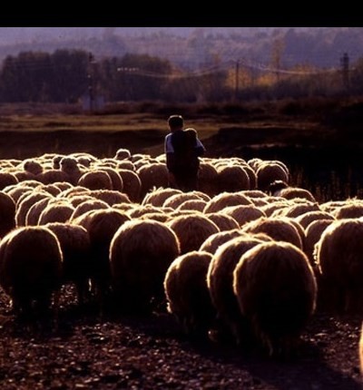 100 bin çoban açığı için Suriyeli aranıyor
