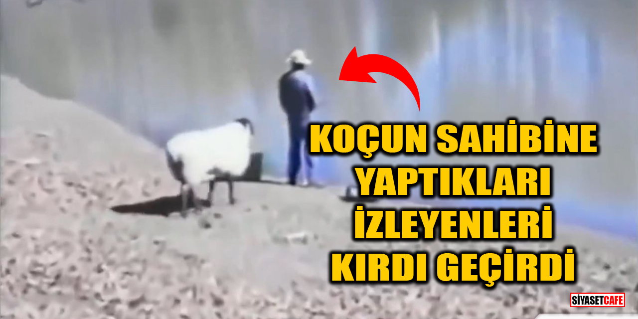 Koçun sahibine yaptıkları izleyenleri kırdı geçirdi