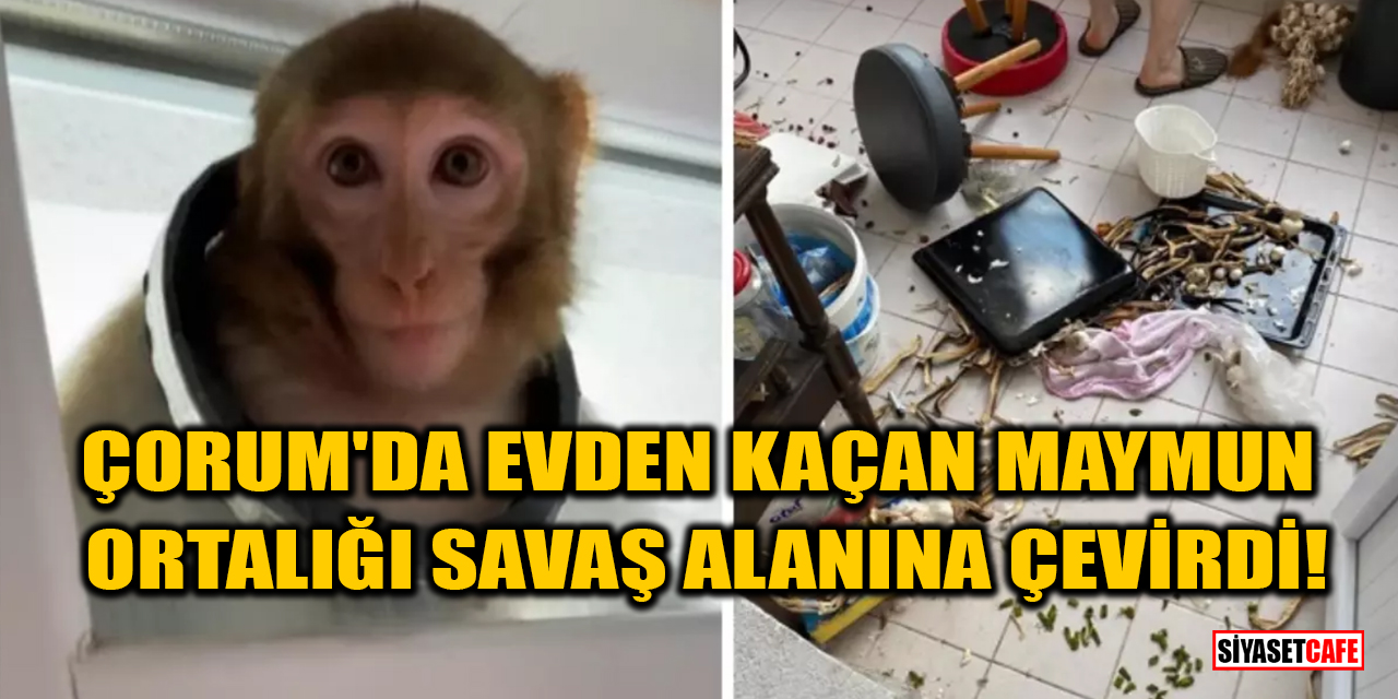 Çorum'da evden kaçan maymun ortalığı savaş alanına çevirdi!