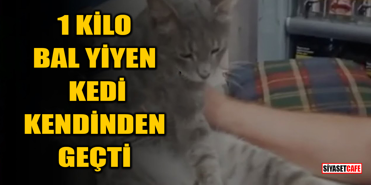 1 kilo bal yiyen kedi kendinden geçti