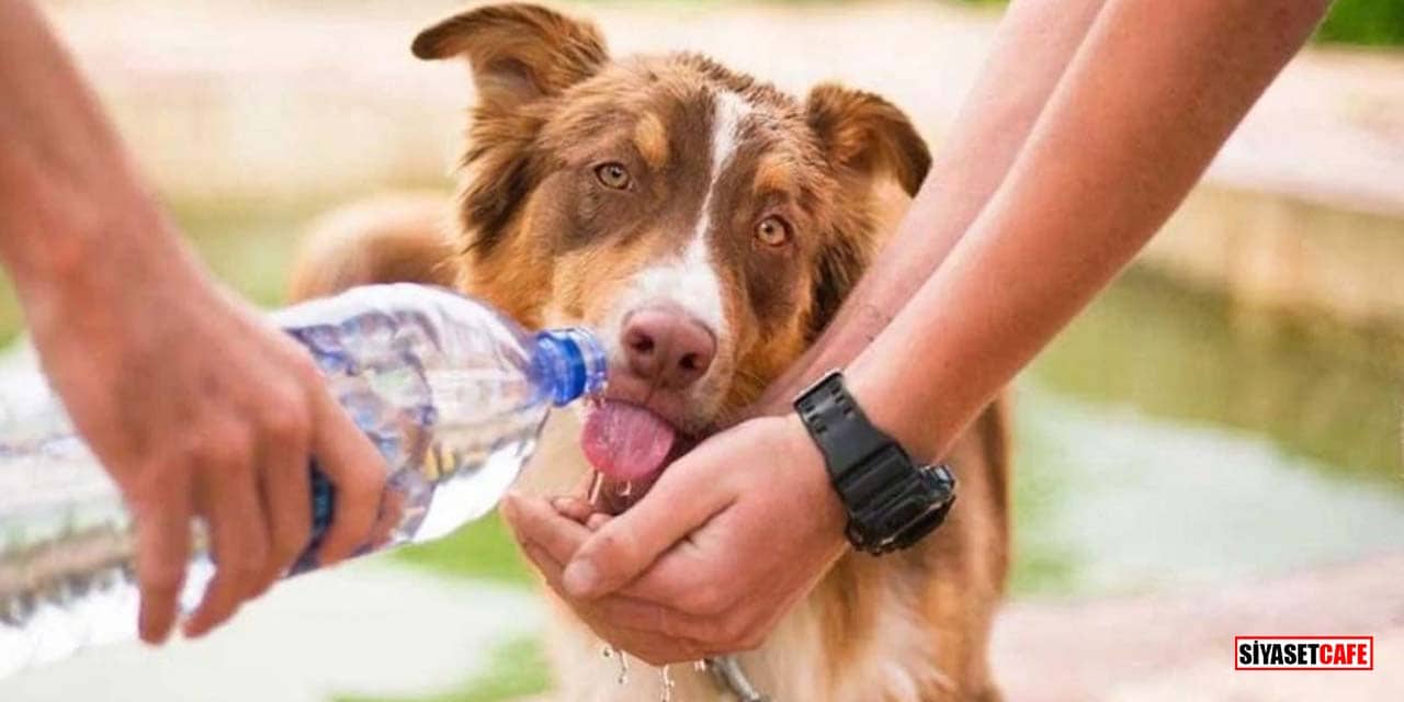 Sokak Hayvanları İçin Kış Uyarısı: Bir Kap Su, Bir Avuç Mama Hayat Kurtarır!