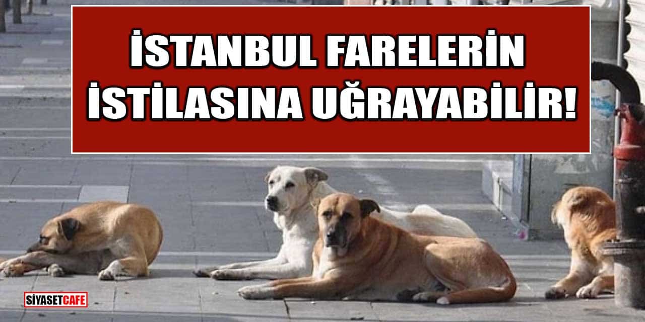 Köpekleri Beslemeyi Yasaklamak Gerçekten Çözüm mü? İstanbul Farelerin İstilasına Uğrayabilir!