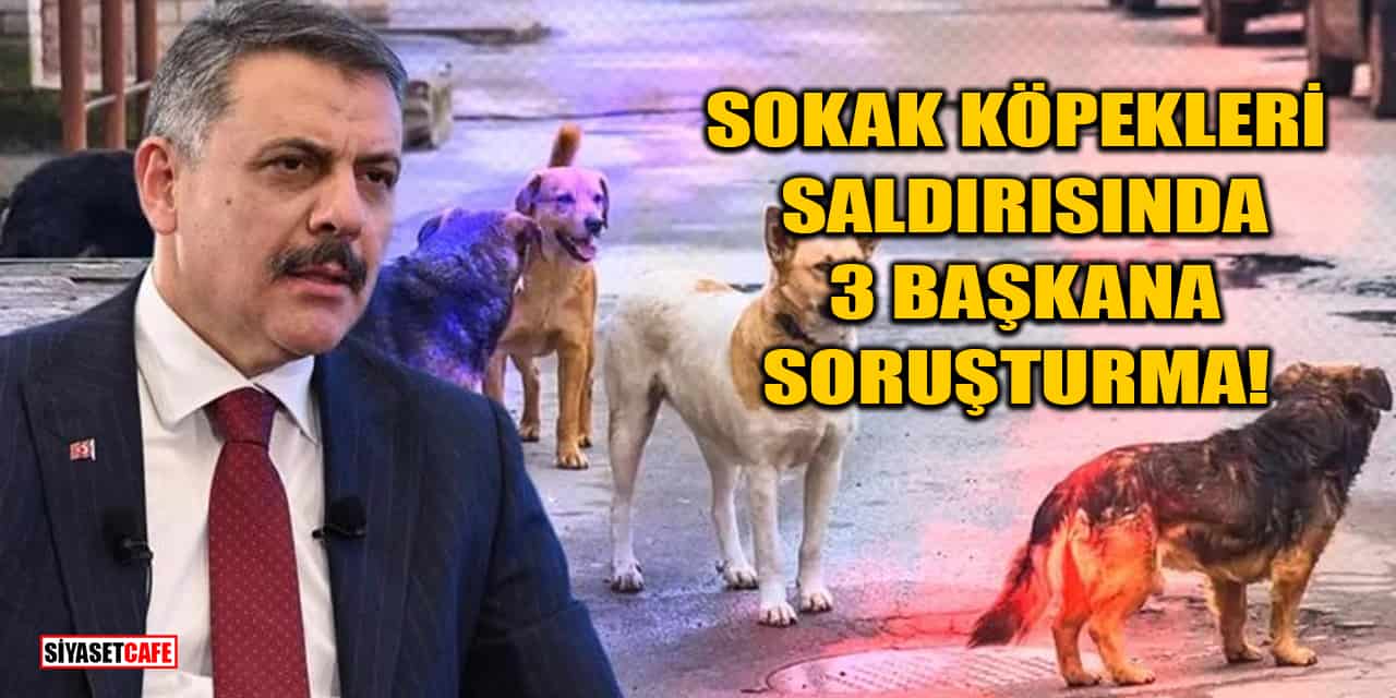 Sokak Köpekleri Saldırısında 3 Başkana Soruşturma İzni