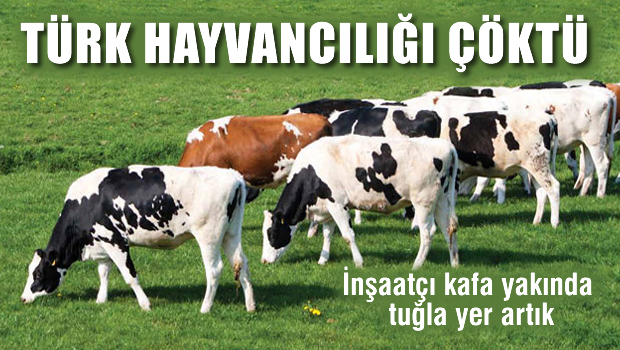 Hayvancılıkta çöküş raporu