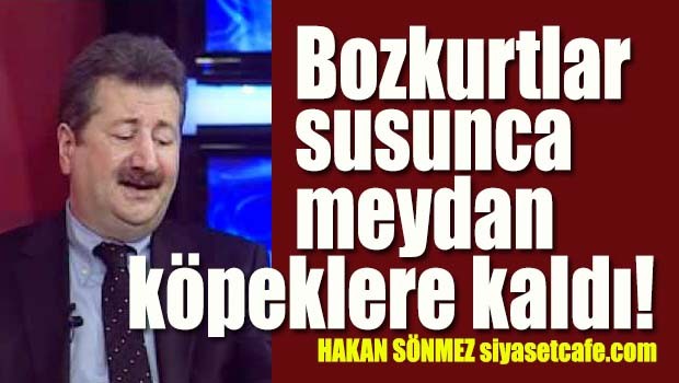Bozkurtlar susunca meydan köpeklere kaldı!