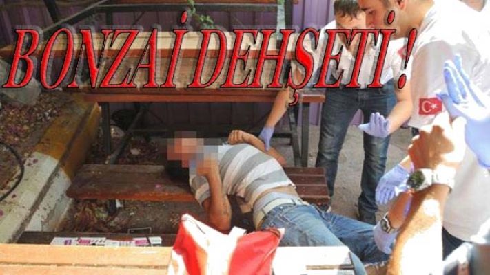 Bonzai dehşeti devam ediyor!