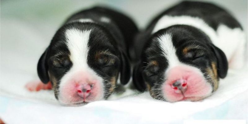 Petshoplarda hayvan satışı yasaklanacak