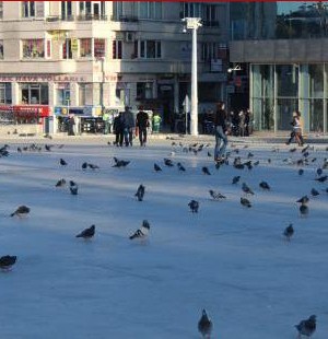 Taksim kavgasında kazanan kuşlar oldu