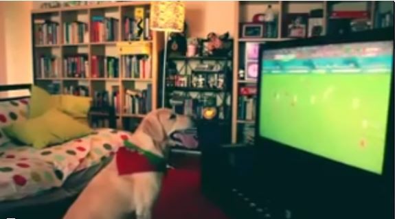 Maç izleyen köpeğin gol sevinci