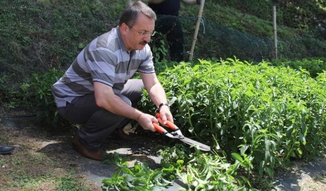 Şekerin yerini alacak bitki