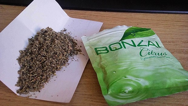 Bonzai'ye geçit yok